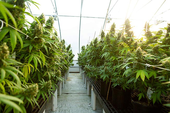 CBD Oil Vs Hemp Oil
